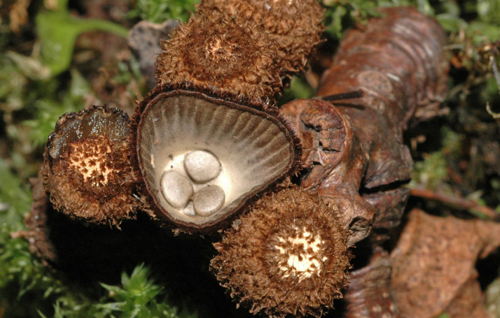 食用菌子實(shí)體形態(tài)結(jié)構(gòu)上的分類(lèi)